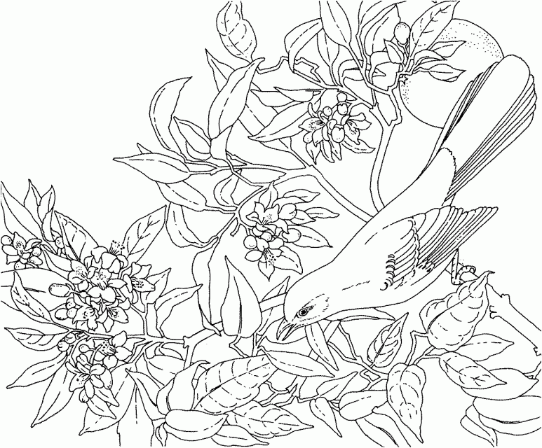 Ead Flowers Colouring Pages 203240 Tropical Flower Coloring Pages