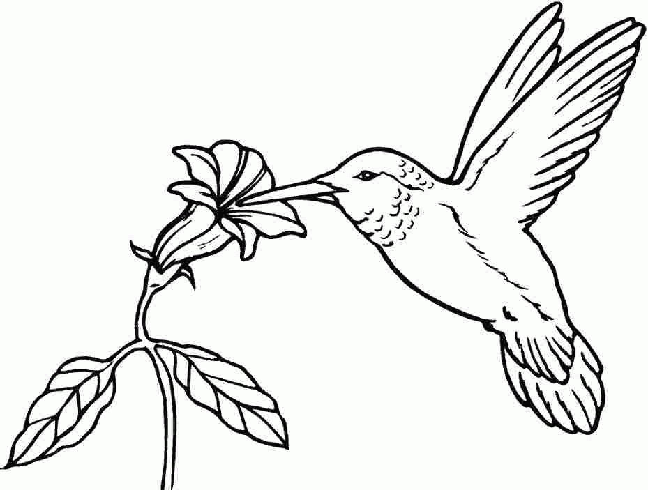 group of birds Colouring Pages (page 2)