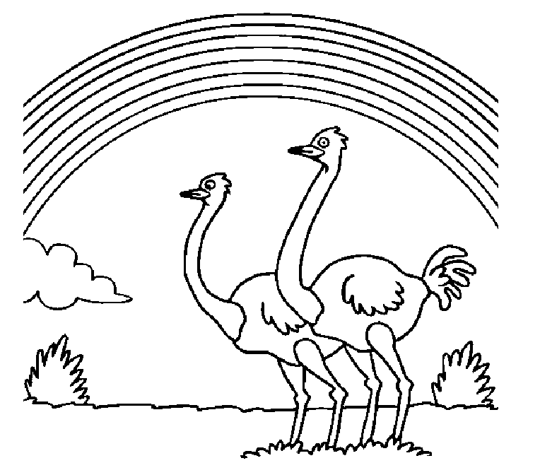 ostrich coloring sheet
