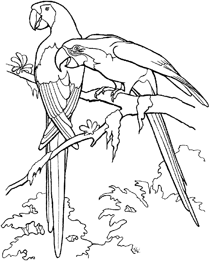 Parrot Coloring Pages Birds Printable - Enjoy Coloring