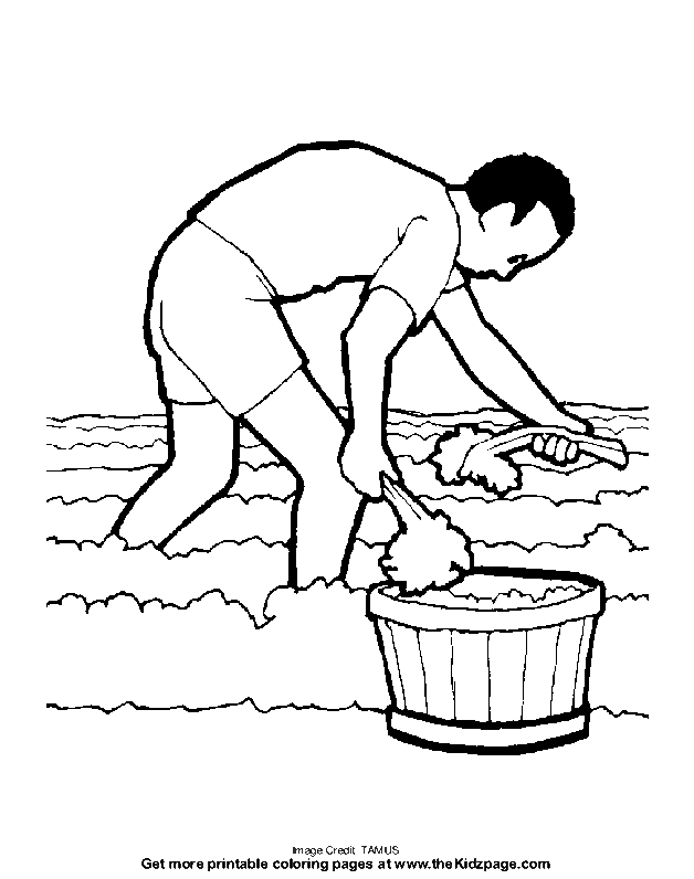 Harvesting Vegetables - Free Coloring Pages for Kids - Printable 