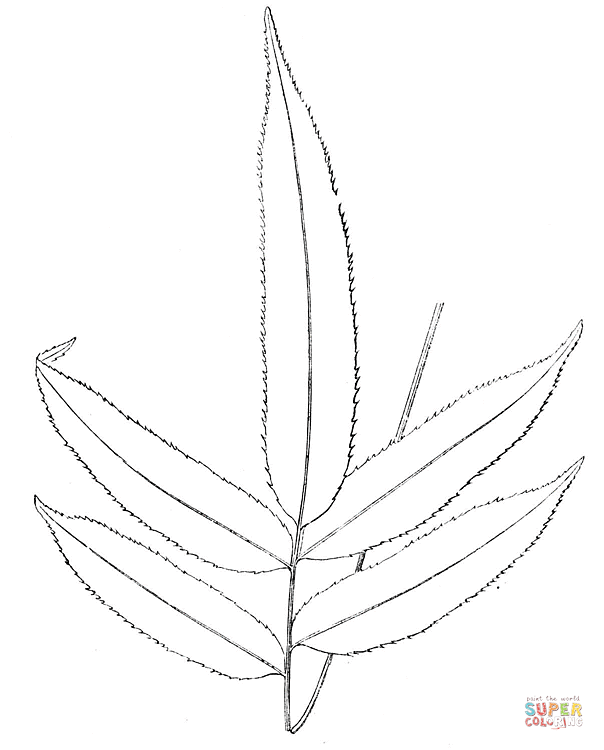 Fern Branch coloring page | Free Printable Coloring Pages