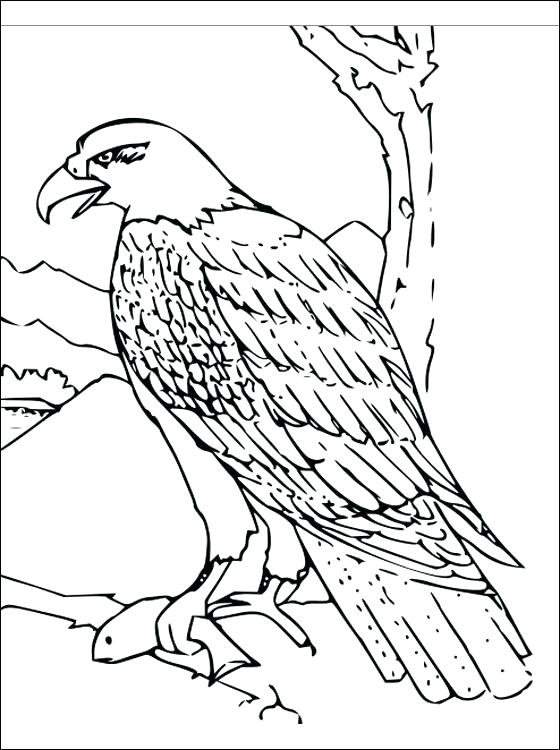 Falcon Images: Printable Peregrine Falcon Coloring Page