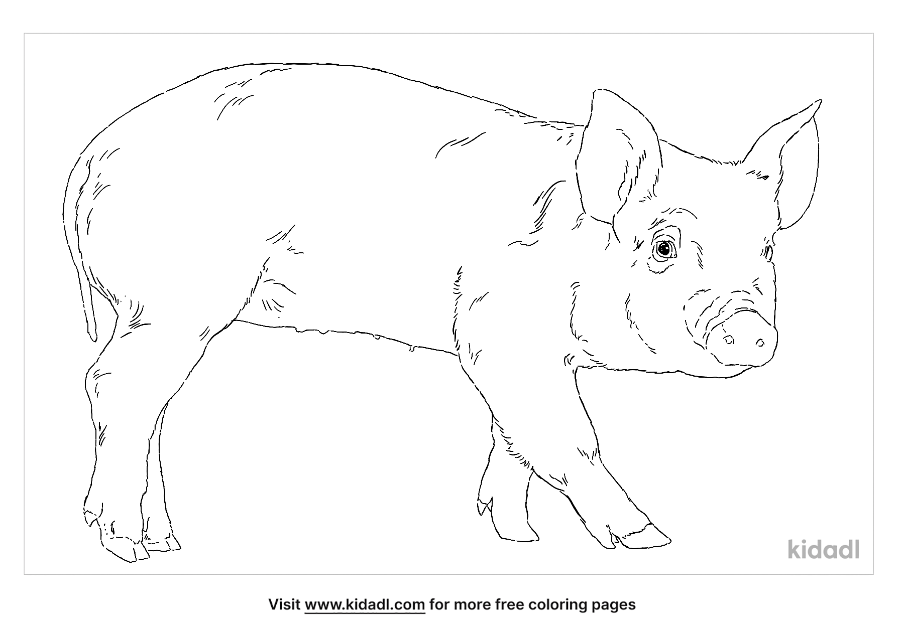 Pigs Coloring Pages | Free Animals Coloring Pages | Kidadl