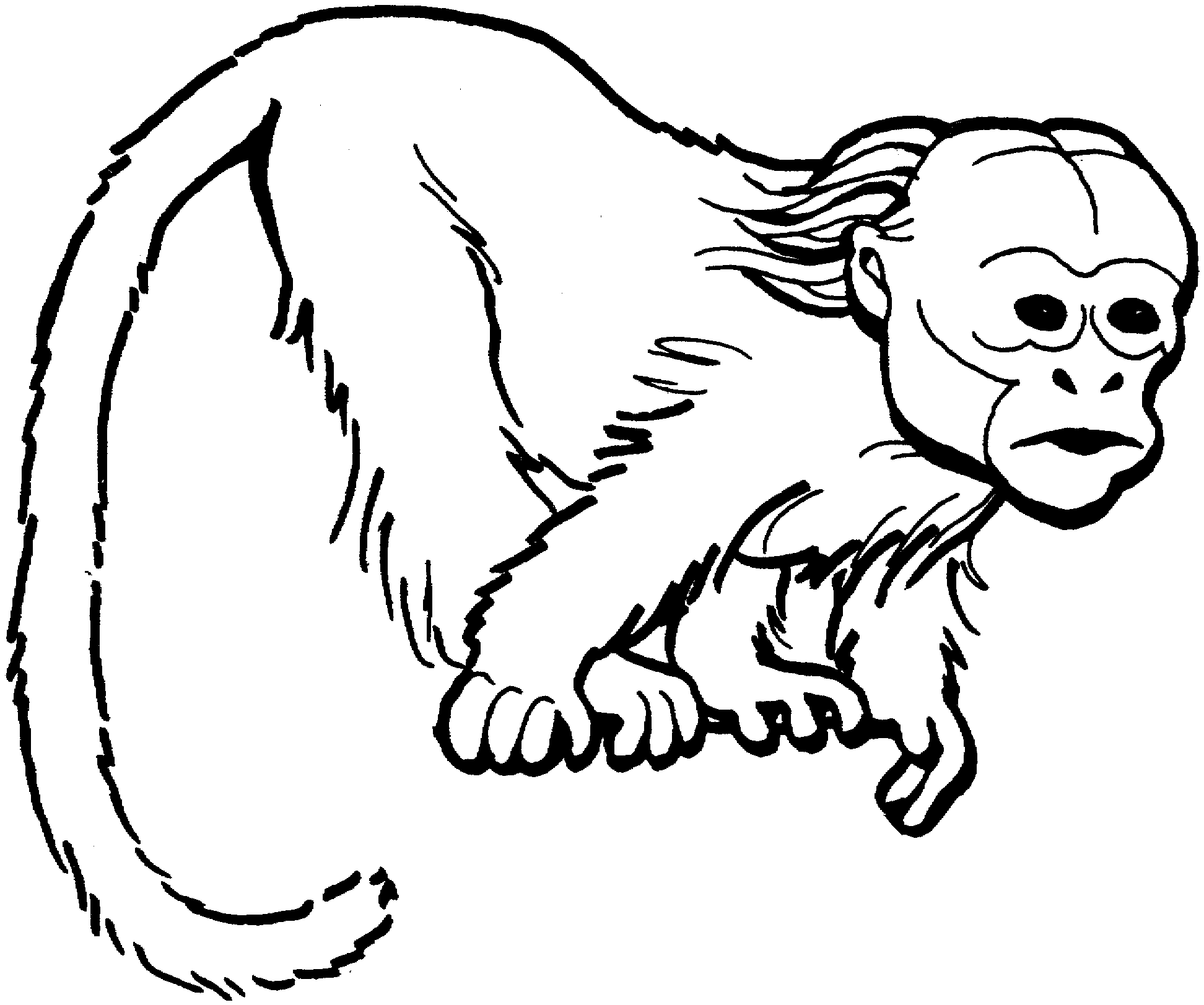 Monkey Color Sheet. 1000 images about color pages and writing ...