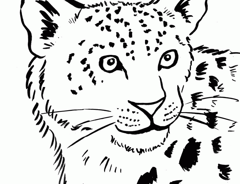 Snow Leopard - Coloring Pages for Kids and for Adults