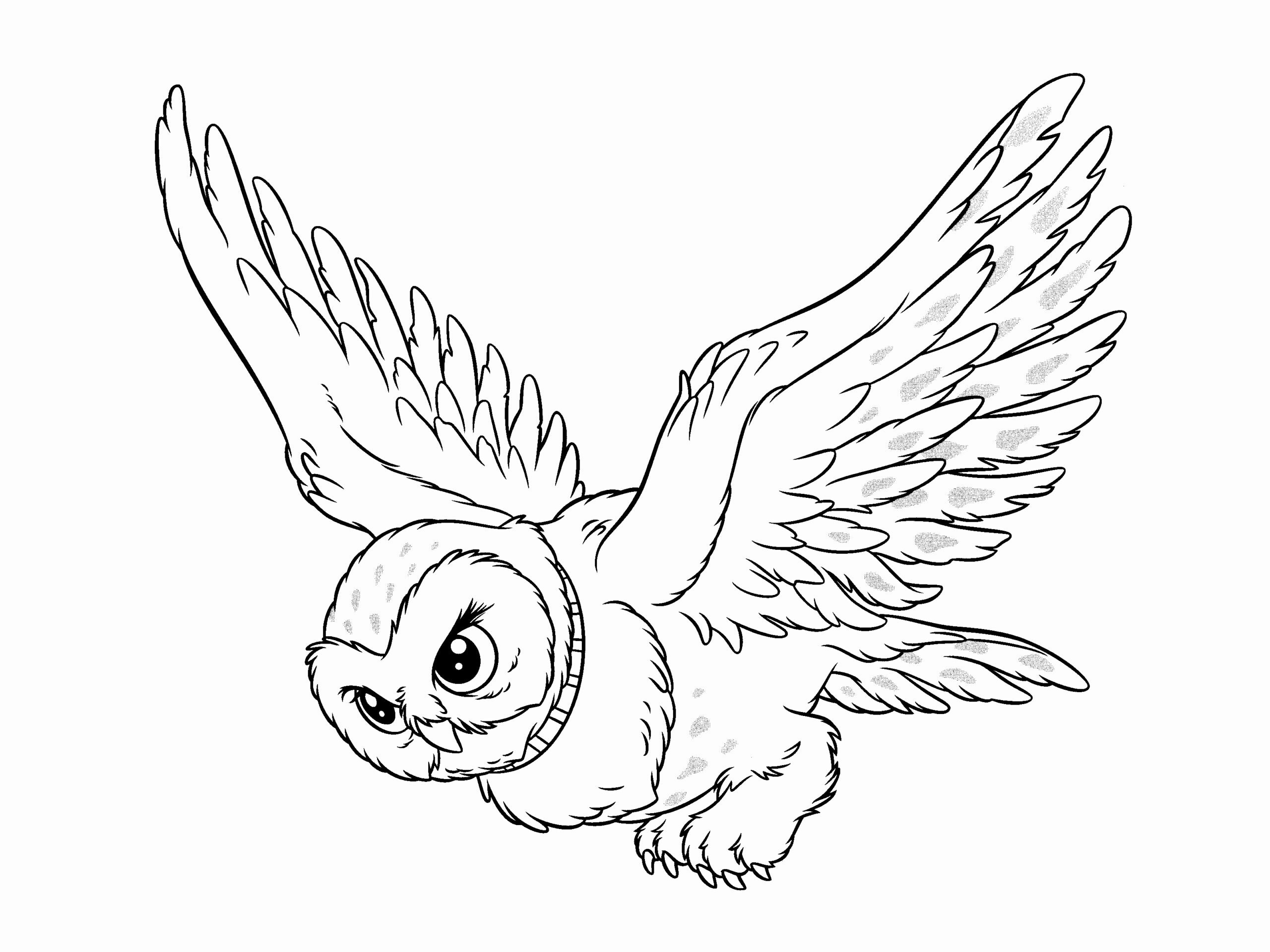 Hedwig Coloring Pages - Coloring Home