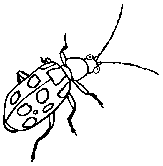 Dung Beetle coloring page - Animals Town - Animal color ...