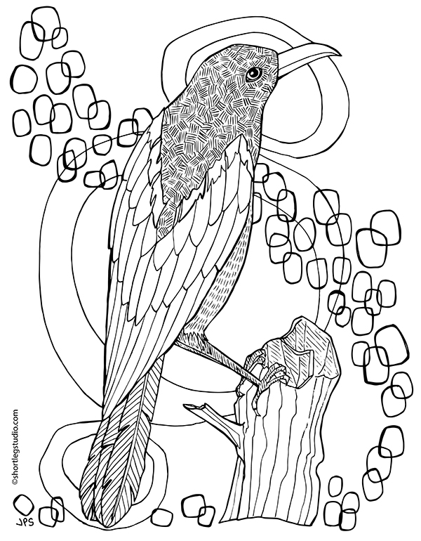 New Magpie Coloring Page — Short Leg Studio