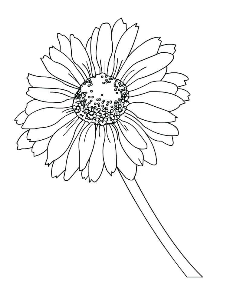 Daisy Coloring Pages | Flower Coloring Pages | Flower coloring ...