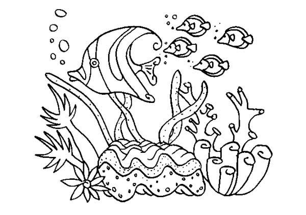 coral reef fish underwater world coloring pages. great barrier ...