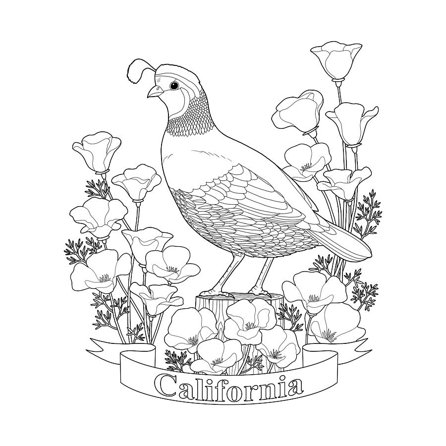 coloring : Staggering Coloring Pages State Colorado Flower ...