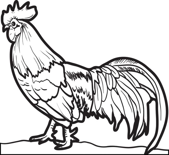 Rooster chicken coloring pages - ColoringStar