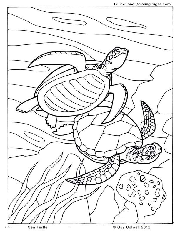 Coloring Pages Sea Turtles - Coloring Page