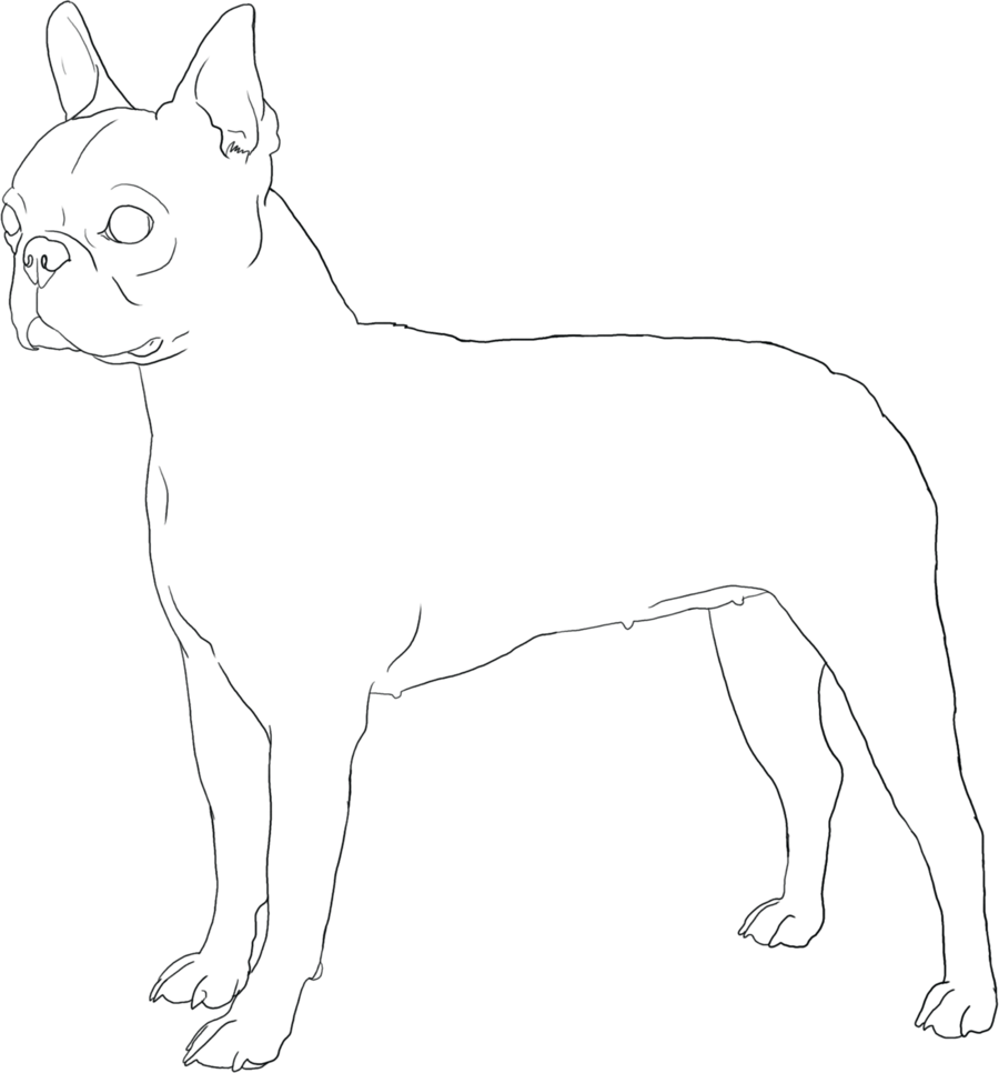 Boston Terrier Coloring Page