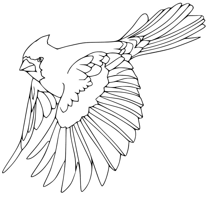 Flying Bird of Paradise Coloring Page - Free Printable Coloring Pages for  Kids