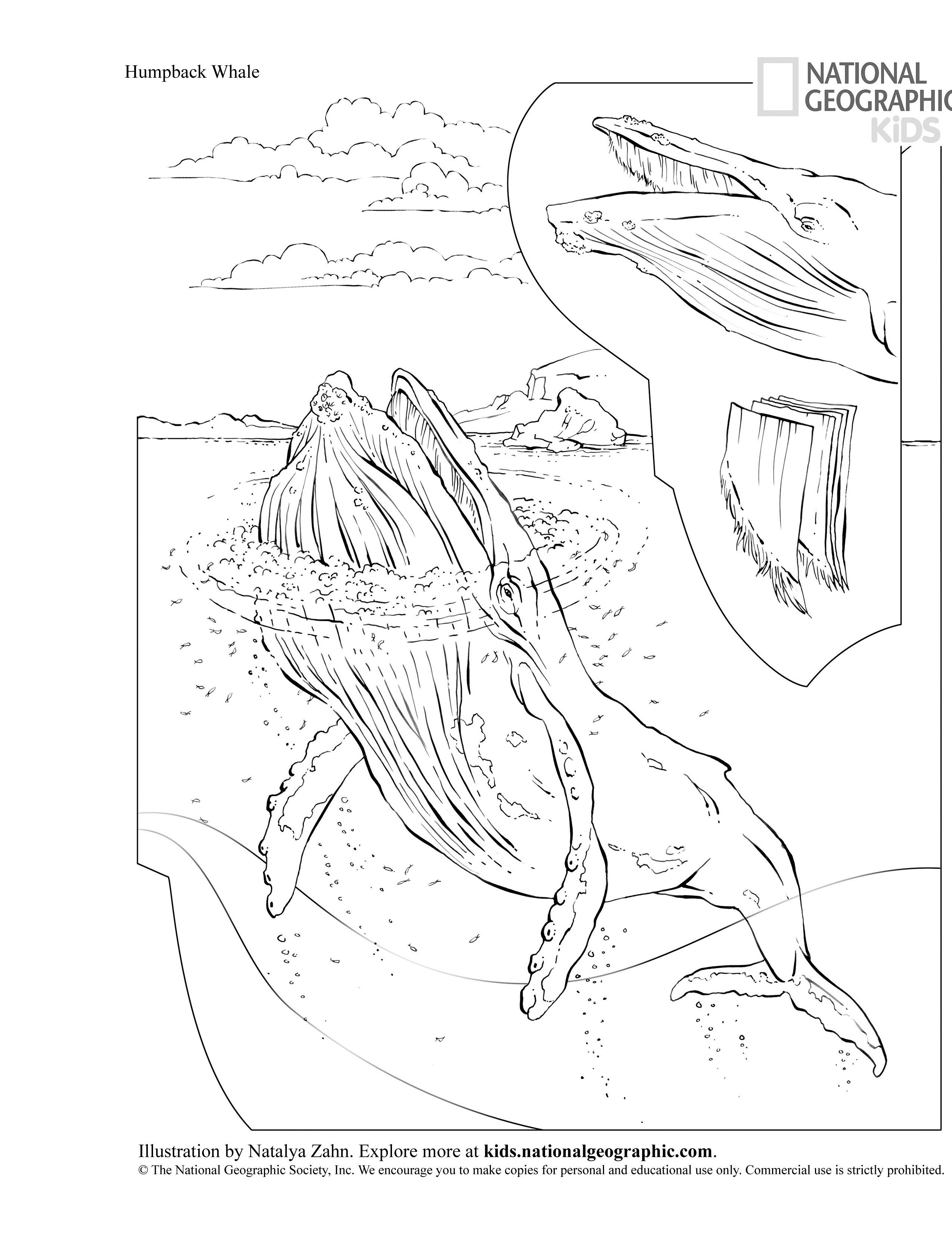 Humpback Whales Coloring Pages - Coloring Home