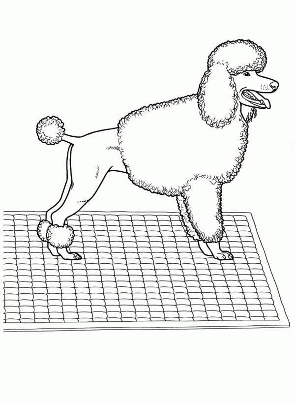 Cute Poodle in Dog Competition Coloring Page: Cute Poodle in Dog ...
