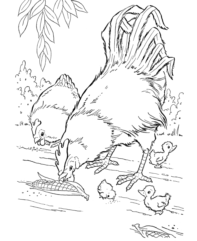 Hen and Rooster Free Coloring pages online print.