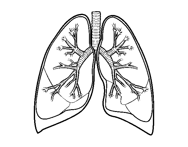 Lungs and bronchi coloring page - Coloringcrew.com