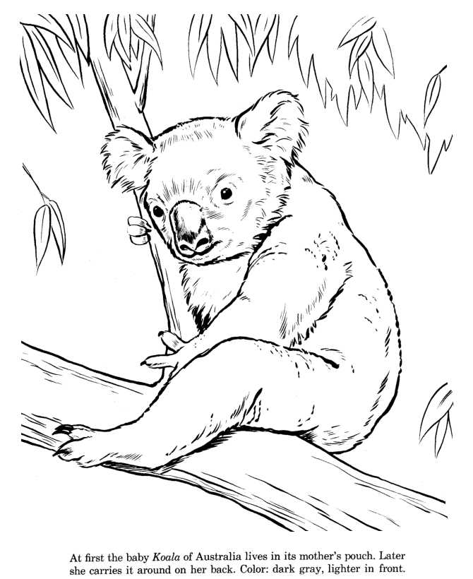 Animal Drawings Coloring Pages | Koala animal identification ...