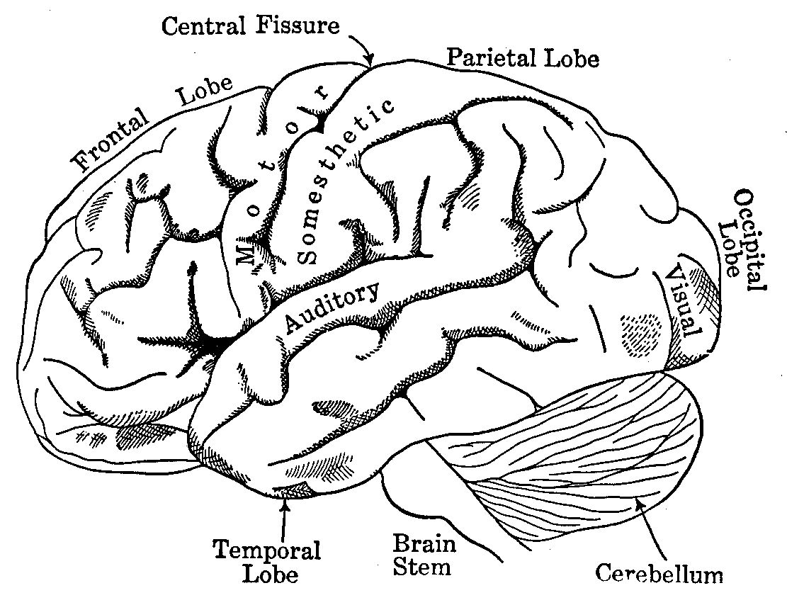 Brain Anatomy Coloring Book - Human Anatomy Diagram