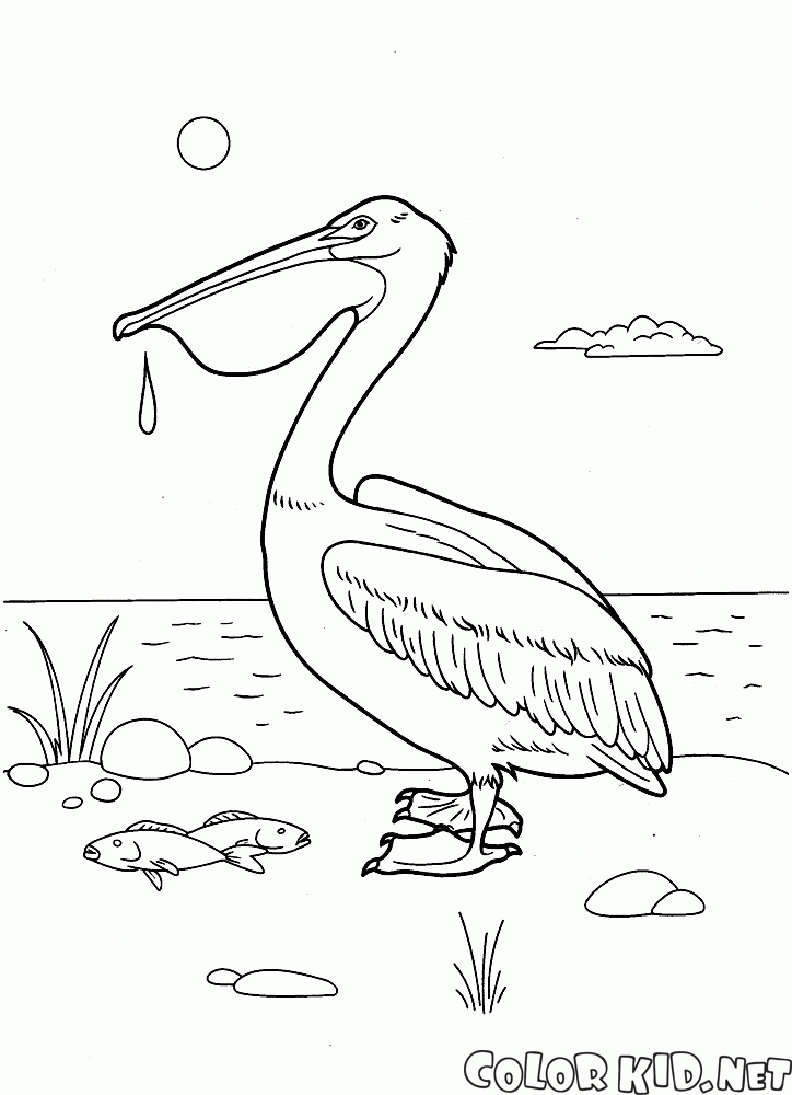 Coloring page - Pelican