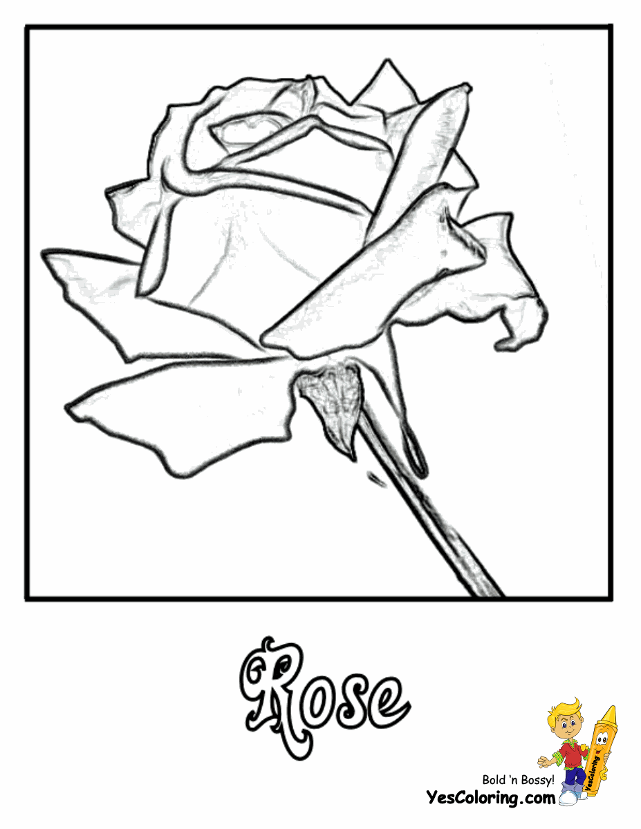 Rose Flowers Coloring Pages | Free| YesColoring | Rose Coloring
