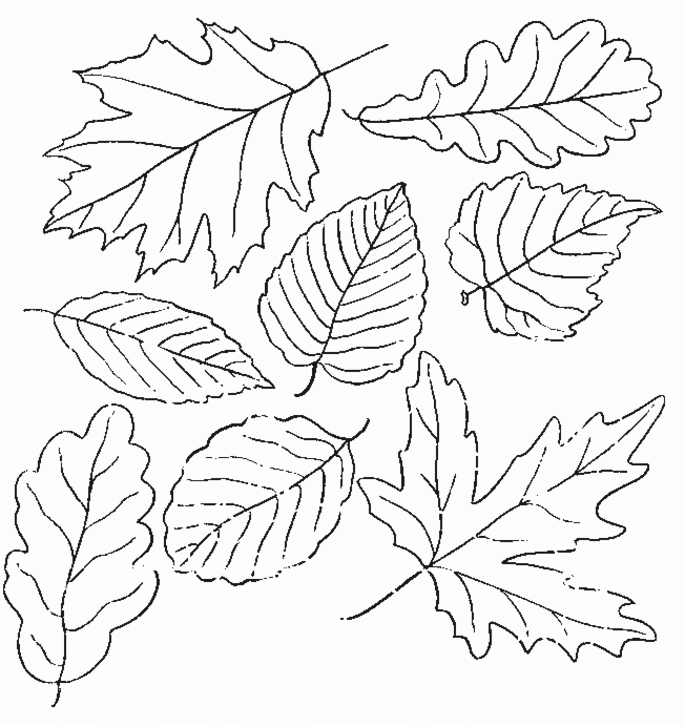 Preschool Free Coloring Pages Of Fall Leaf, Studying Leaf Coloring ...