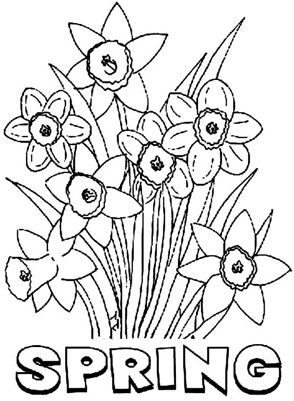 Spring Flower Daffodil Coloring Page | Kids Play Color