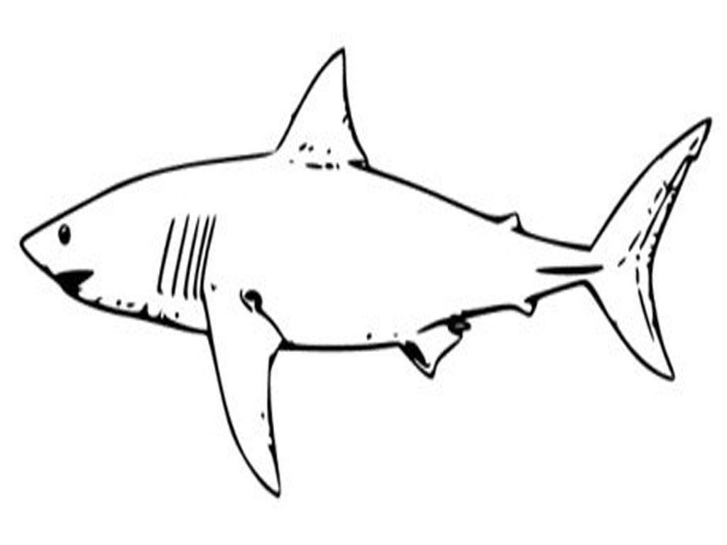 Great White Shark Coloring Page (19 Picture) - Coloring Home