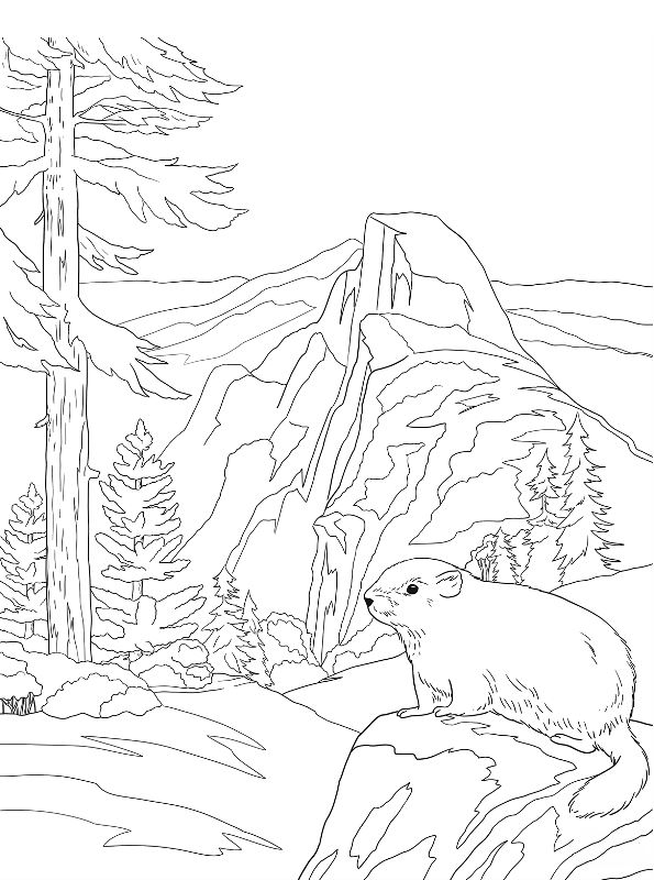Kids-n-fun.com | Coloring page National Parks United States yosemite  national park