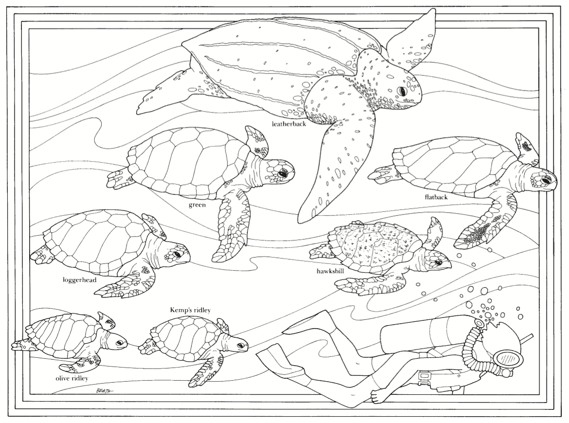 Sea Turtle Coloring Pages To Download And Print For Free ...