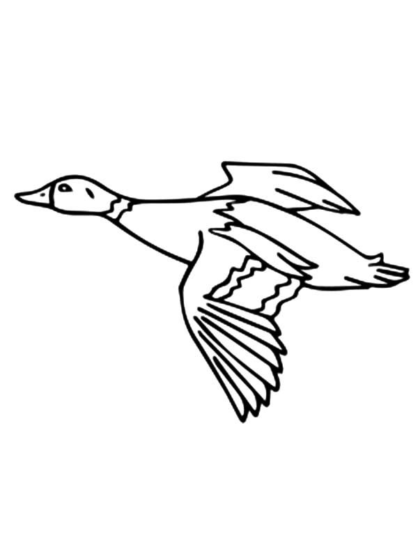 Mallard Duck Migration Coloring Pages ...
