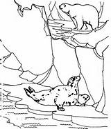 Coloring Pages Arctic animals - Allcolored.com