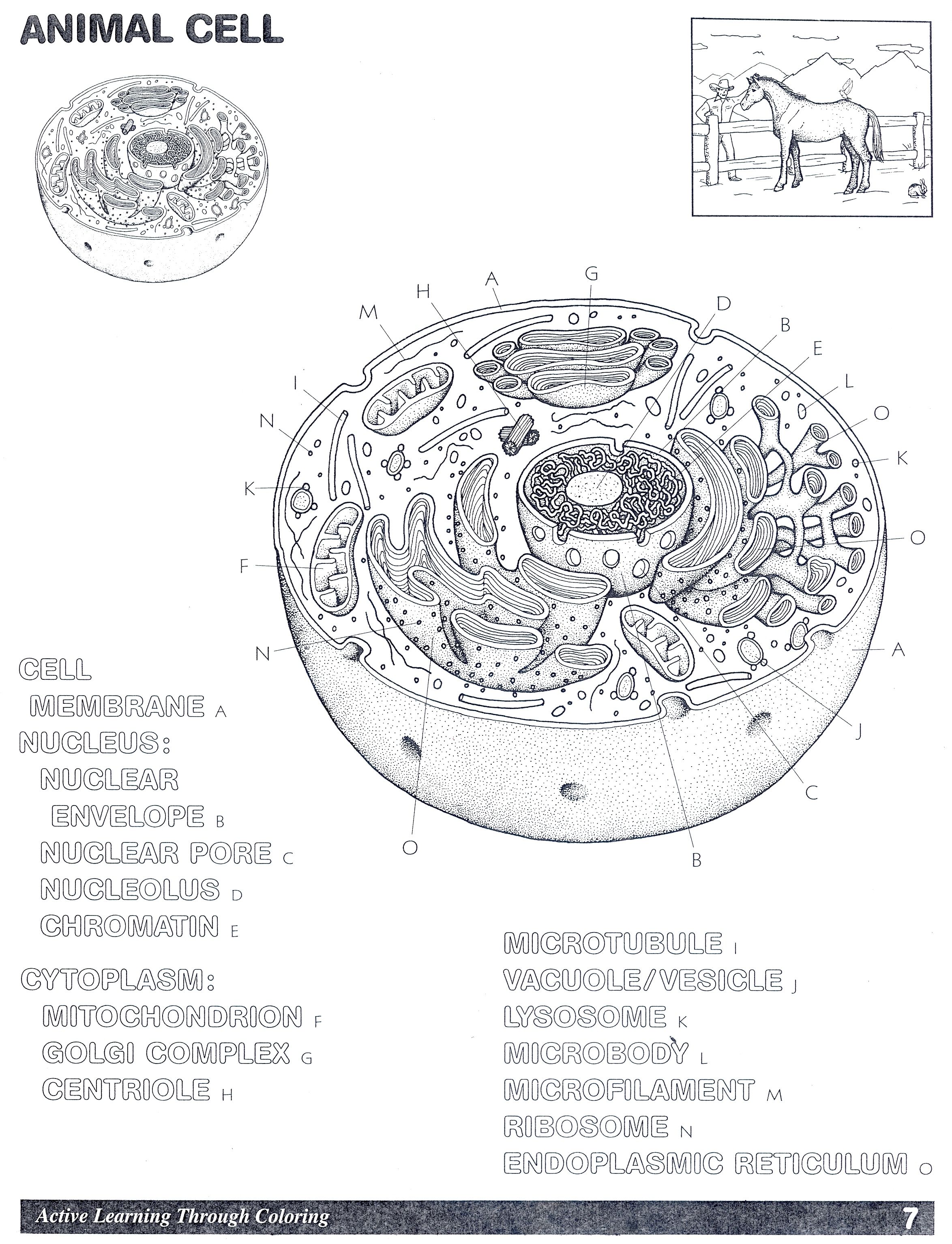 Animal Cell - Coloring Home Throughout Animal Cell Coloring Worksheet