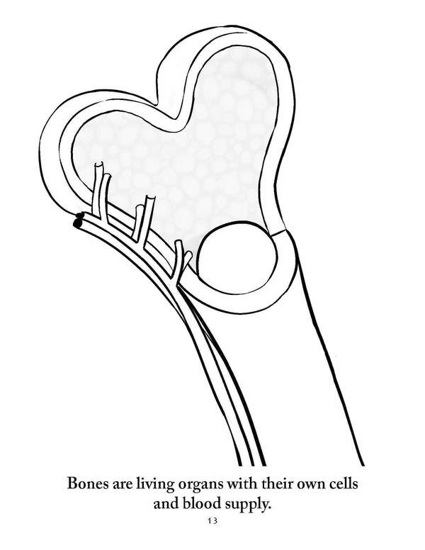 Anatomy Coloring pages - elementalscience.com