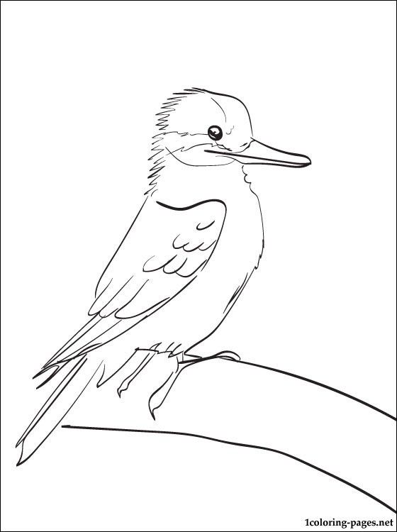 Kookaburra printable and coloring page | Coloring pages, Color, Printables