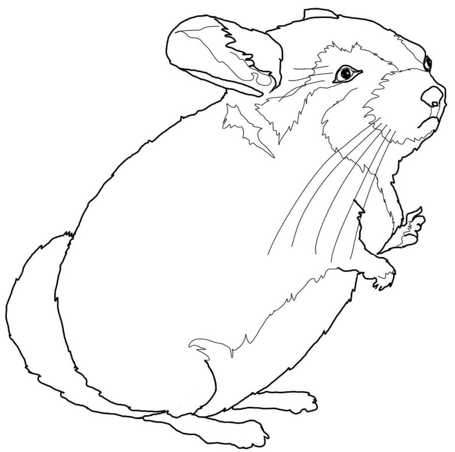 Coloring pages: Coloring pages: Chinchillas, printable for kids & adults,  free