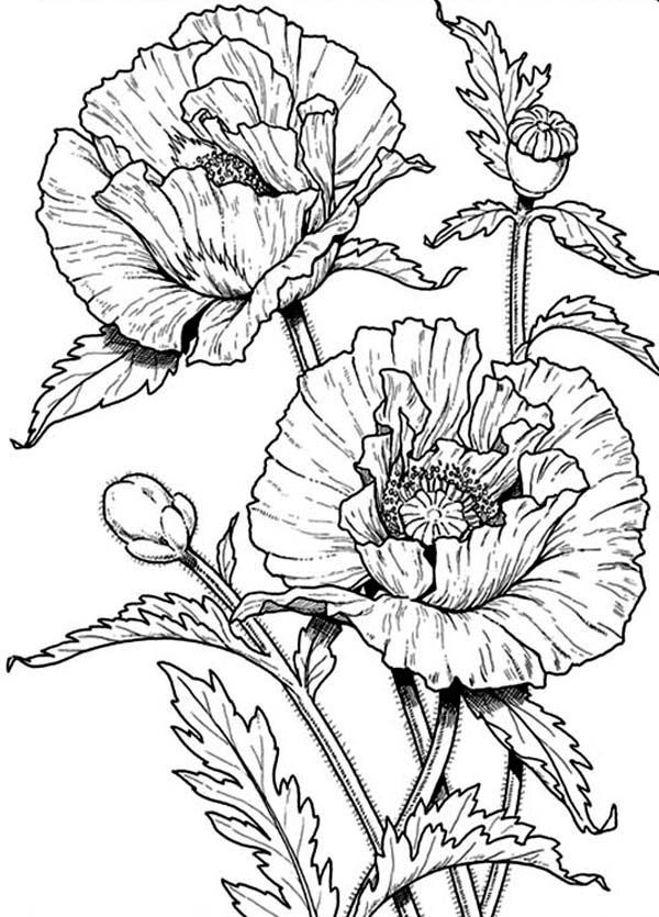 10 Pics of Golden Poppy Coloring Page - Red Poppy Coloring Page ...