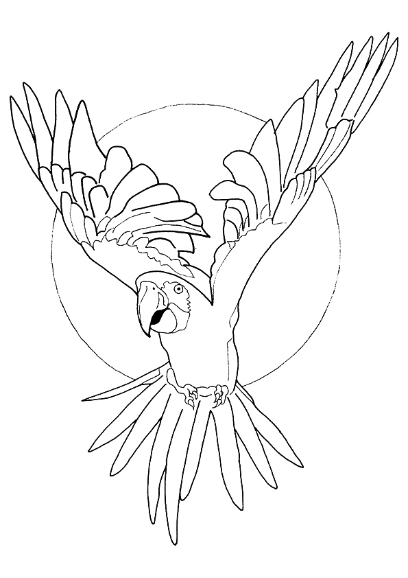 ▷ Macaw: Coloring Pages & Books - 100% FREE and printable!