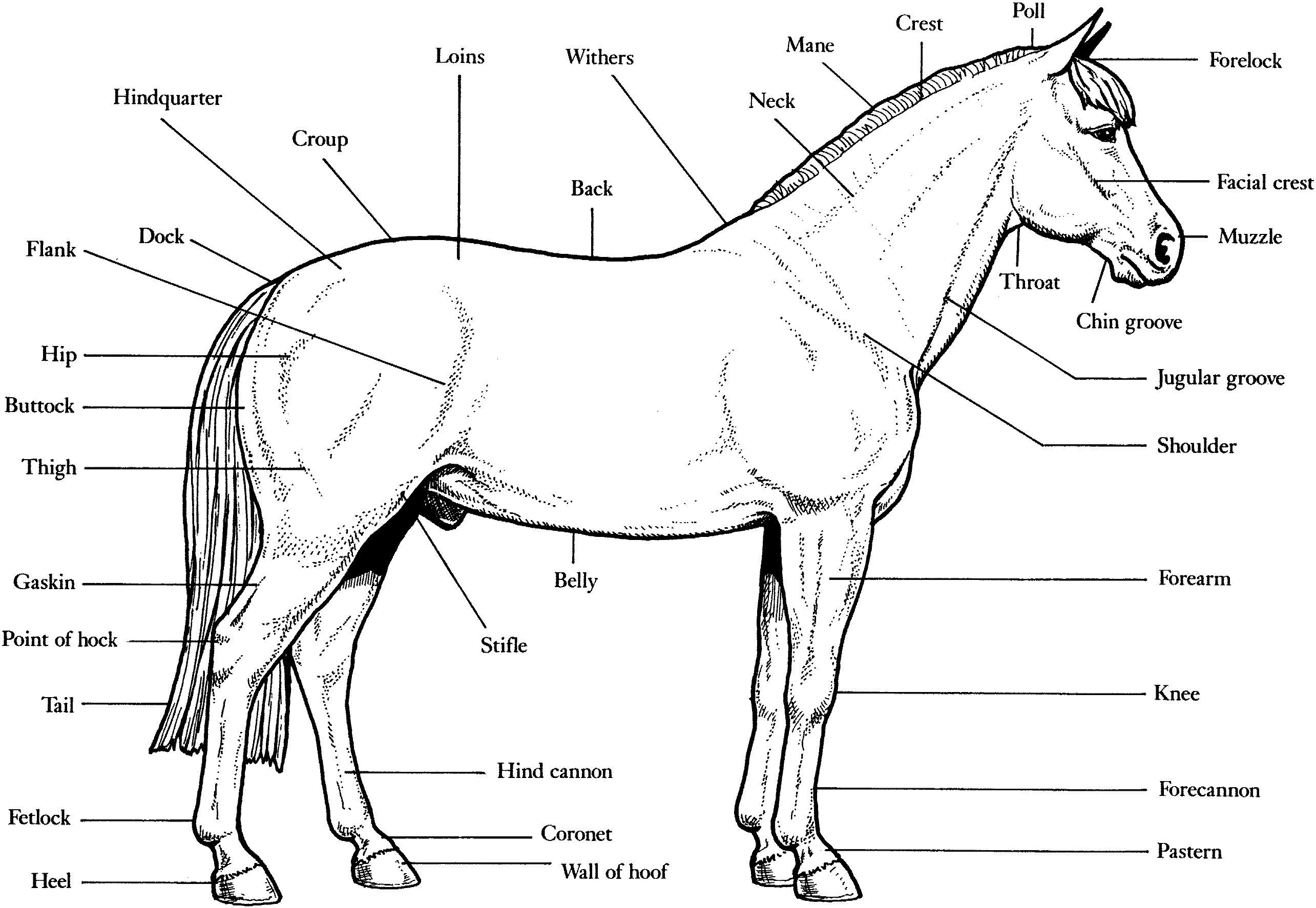 American Quarter Horse Coloring Page - Coloring Pages For All Ages