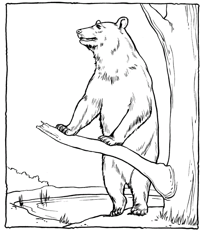 Black Bear Coloring Pages - Coloring Home
