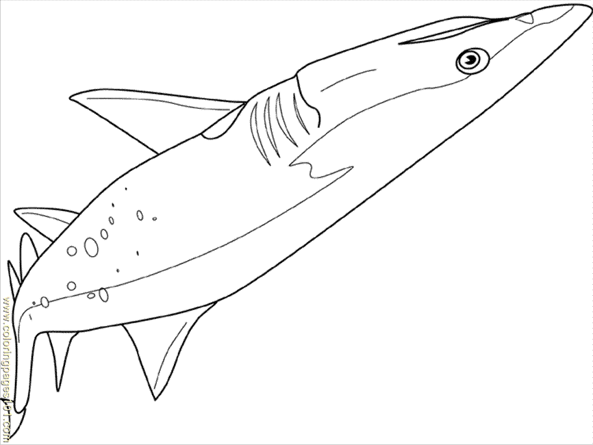 Coloring Pages Sand Tiger Shark (Fish > Shark) - free printable 
