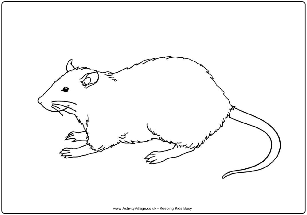 Rat-coloring-pictures-5 | Free Coloring Page Site