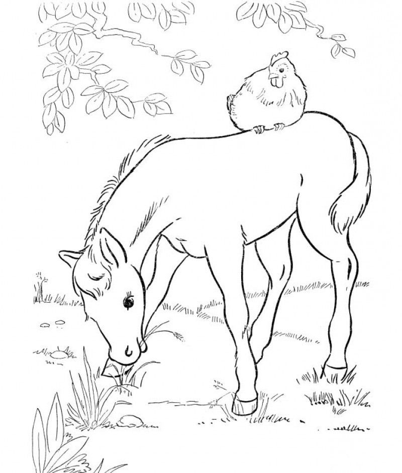 Small Horse Play With Hen Coloring Page - Kids Colouring Pages