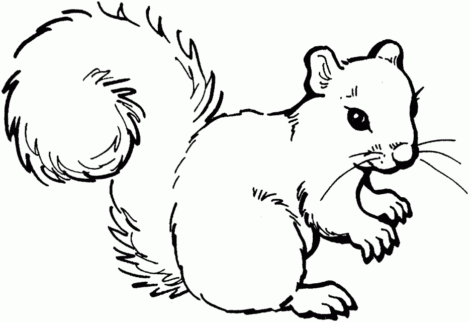 Printable Squirrel Coloring Pages Perfect For Kids 38 Animal 