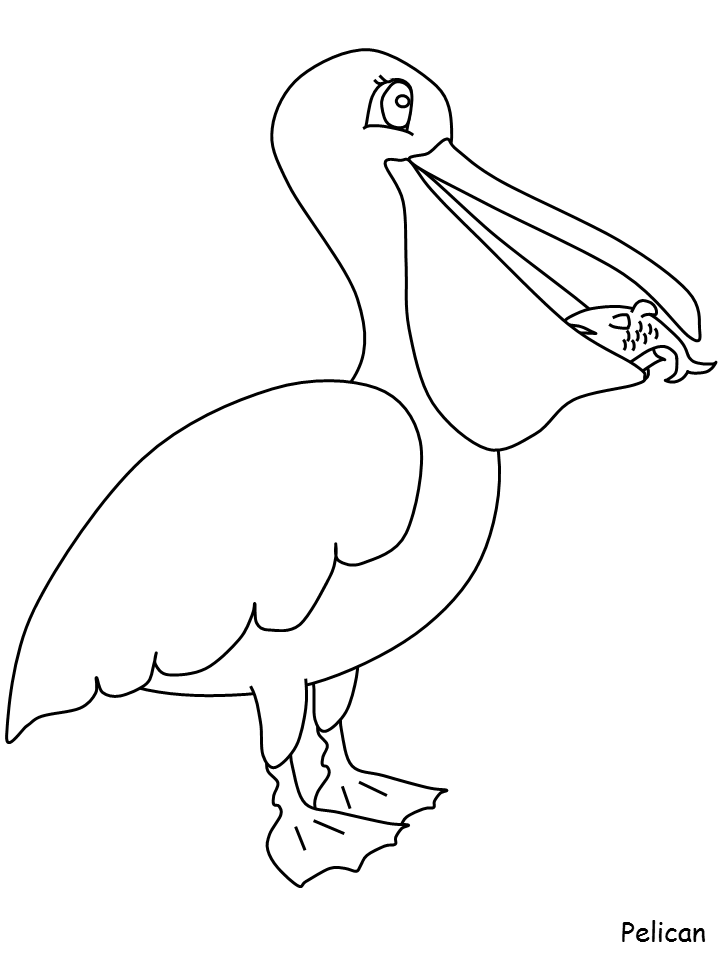 pelicans Colouring Pages (page 2)
