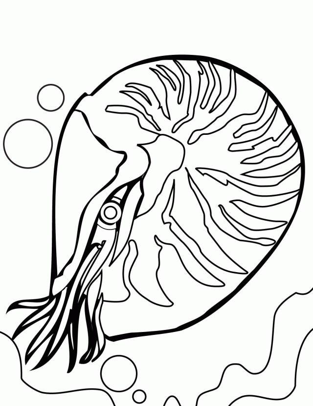 Nautilus Coloring Page Handipoints 228447 Coral Reef Coloring 