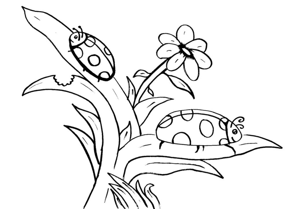 ladybug coloring pages for kids | Coloring Picture HD For Kids 
